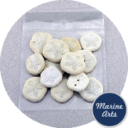 8610-P8 - Craft Pack - Sand Dollars